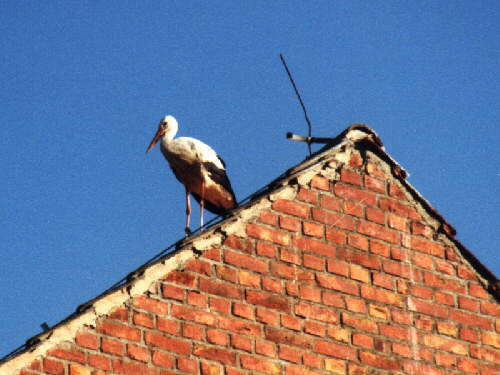 zur�ck zur Auswahl -V�gel-