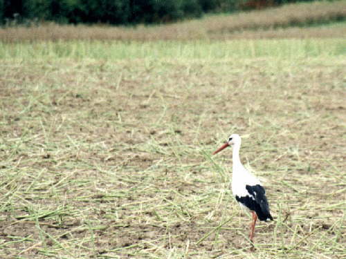 zur�ck zur Auswahl -V�gel-