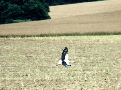 zur�ck zur Auswahl -V�gel-