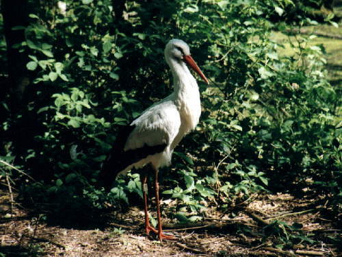 zur�ck zur Auswahl -V�gel-