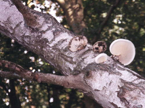 zur�ck zur Auswahl -weitere Pflanzen-