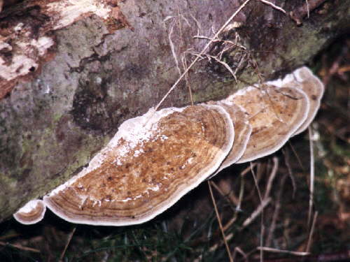 zur�ck zur Auswahl -weitere Pflanzen-