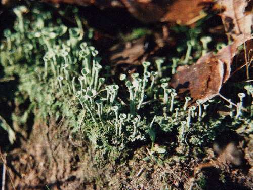 zur�ck zur Auswahl -weitere Pflanzen-