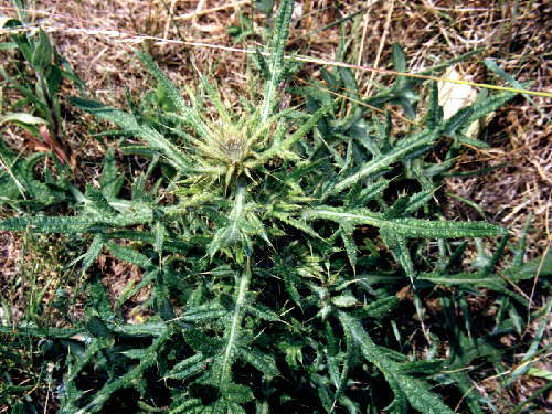 zur�ck zur Auswahl -weitere Pflanzen-