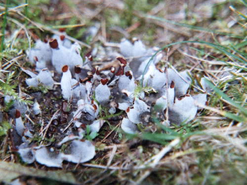 zur�ck zur Auswahl -weitere Pflanzen-