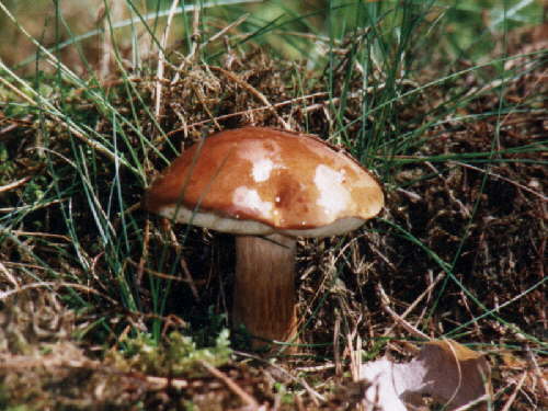 zur�ck zur Auswahl -weitere Pflanzen-