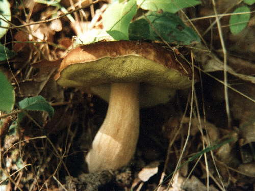 zur�ck zur Auswahl -weitere Pflanzen-