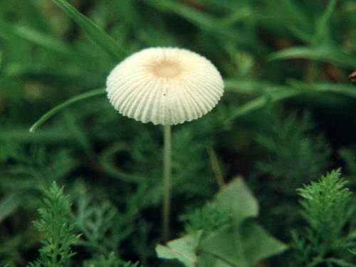 zur�ck zur Auswahl -weitere Pflanzen-