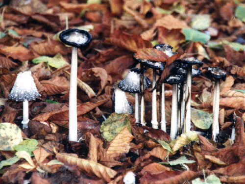 zur�ck zur Auswahl -weitere Pflanzen-