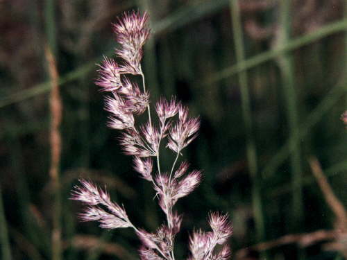 zur�ck zur Auswahl -weitere Pflanzen-