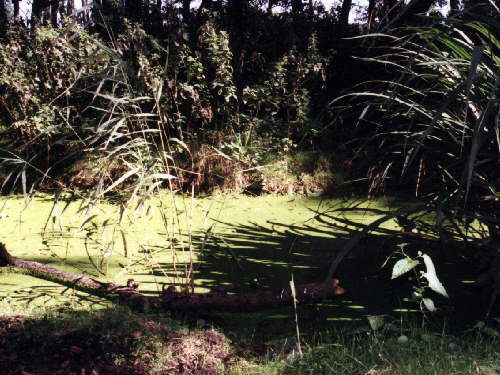 zur�ck zur Auswahl -Landschaften Wasser-