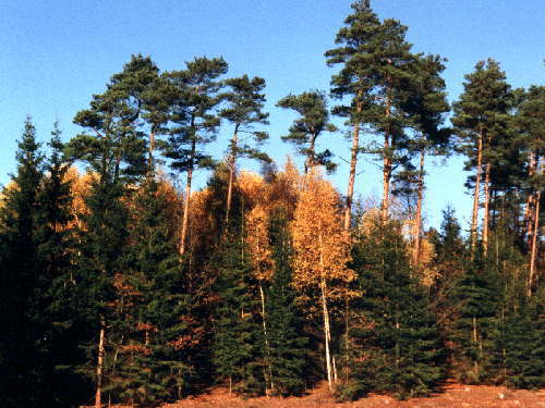 zur�ck zur Auswahl -Landschaften Wald-