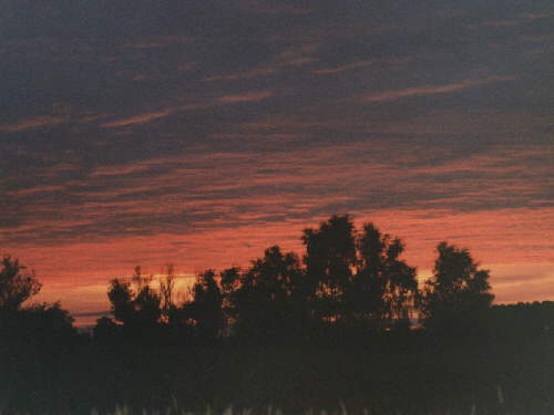 zur�ck zur Auswahl -Landschaften Wald-