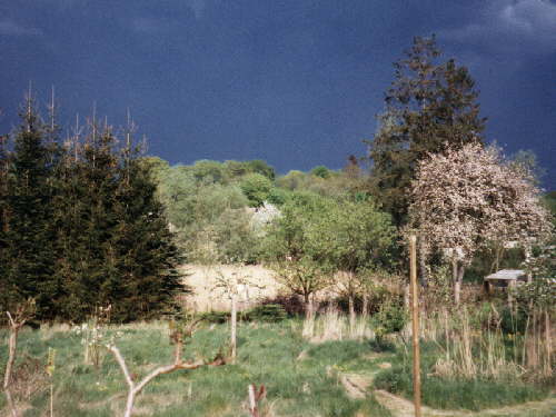 zur�ck zur Auswahl -Landschaften Wald-