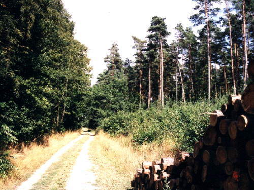 zur�ck zur Auswahl -Landschaften Wald-